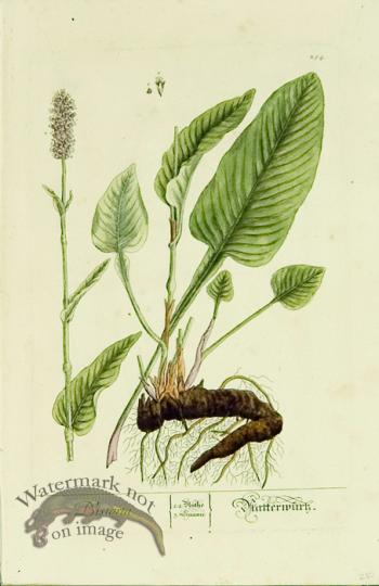 Blackwell German 130